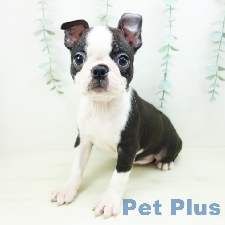 茨城県のボストンテリア (ペットプラス つくば店/2025年10月31日生まれ/女の子/ボストンカラー)の子犬の2枚目の画像