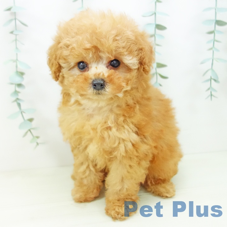 愛知県のトイプードル(トイ) (ペットプラス 岡崎店/2025年10月31日生まれ/女の子/アプリコット)の子犬