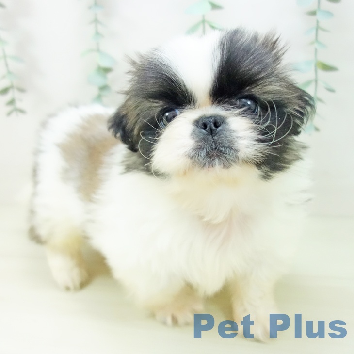 山形県のペキニーズ (ペットプラス 天童店/2025年10月30日生まれ/男の子/ホワイトフォーン)の子犬の1枚目の画像