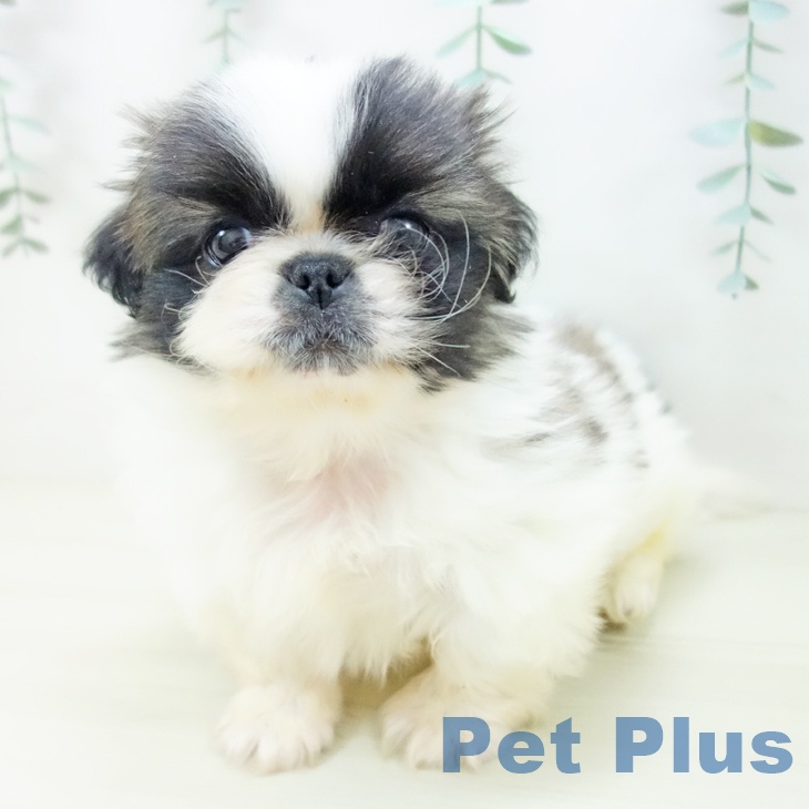 山形県のペキニーズ (ペットプラス 天童店/2025年10月30日生まれ/男の子/ホワイトフォーン)の子犬の2枚目の画像