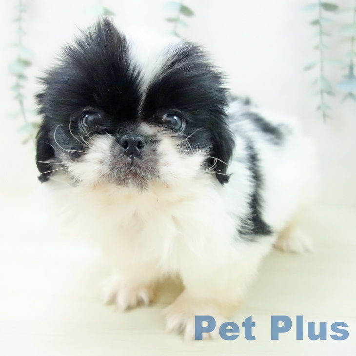 千葉県のペキニーズ (ペットプラス 船橋店/2025年10月30日生まれ/男の子/ホワイトブラック)の子犬の2枚目の画像