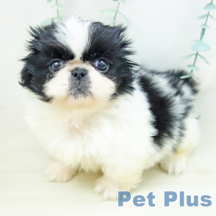 茨城県のペキニーズ (ペットプラス つくば店/2025年10月30日生まれ/男の子/ホワイトブラック)の子犬の1枚目の画像