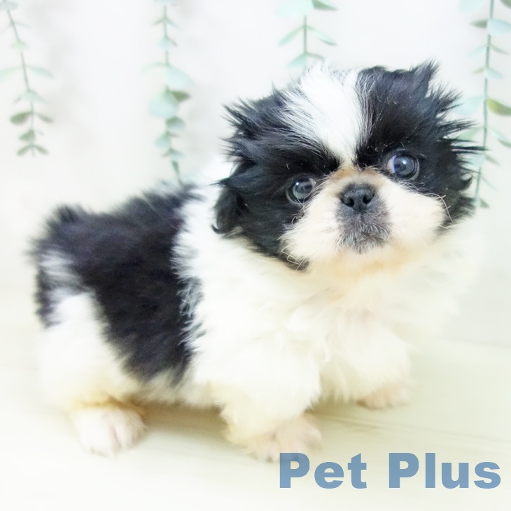 茨城県のペキニーズ (ペットプラス つくば店/2025年10月30日生まれ/男の子/ホワイトブラック)の子犬の2枚目の画像
