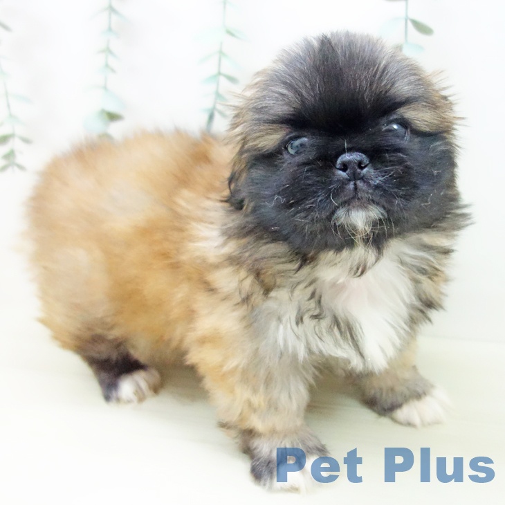 埼玉県のペキニーズ (ペットプラス 川口店/2025年10月30日生まれ/女の子/フォーンホワイト)の子犬の1枚目の画像