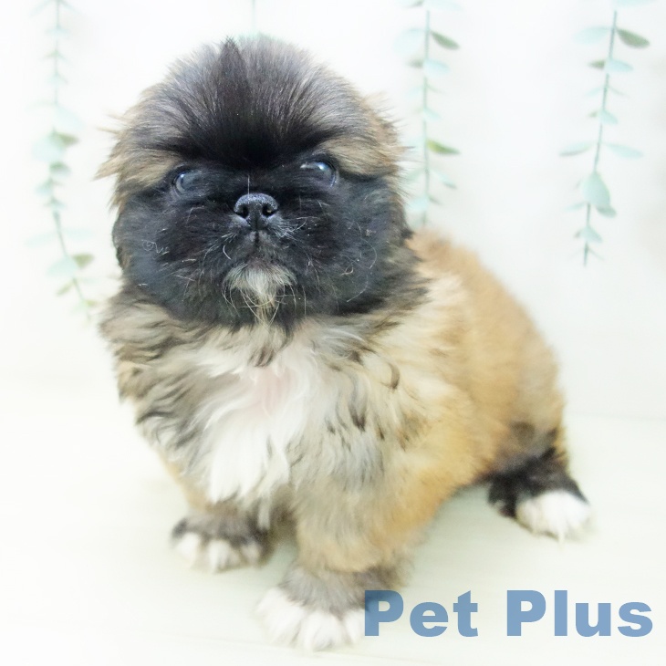 埼玉県のペキニーズ (ペットプラス 川口店/2025年10月30日生まれ/女の子/フォーンホワイト)の子犬の2枚目の画像