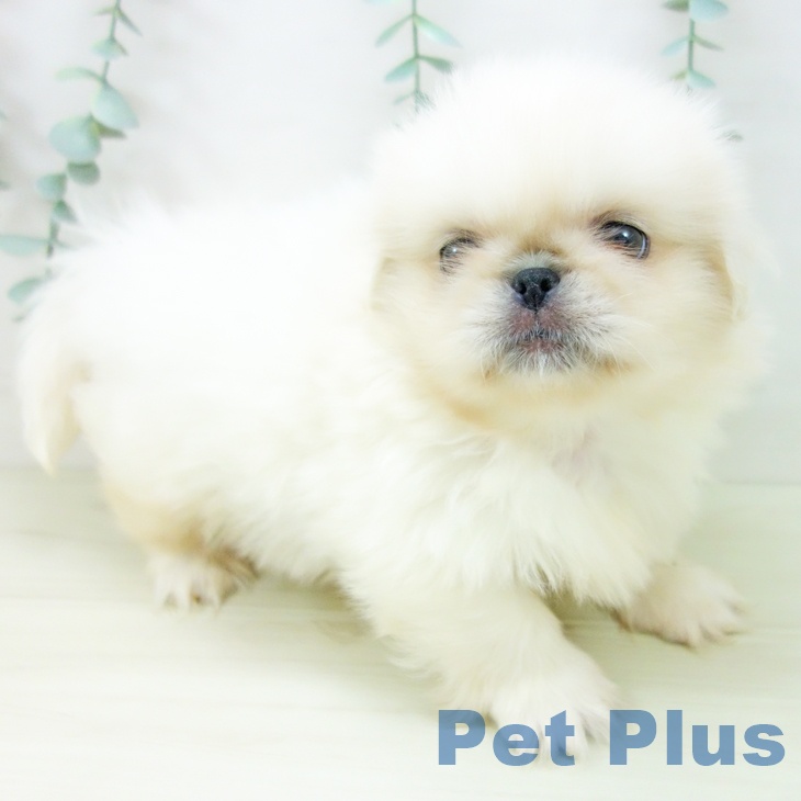 千葉県のペキニーズ (ペットプラス 幕張新都心店/2025年10月29日生まれ/男の子/クリーム)の子犬