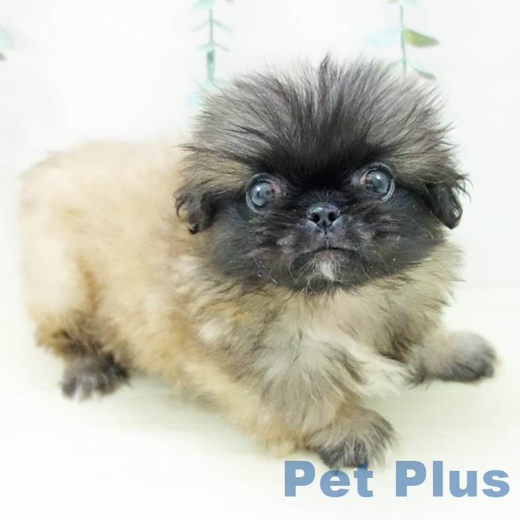 埼玉県のペキニーズ (ペッツワン 吉川美南店/2025年10月29日生まれ/男の子/フォーン)の子犬の1枚目の画像