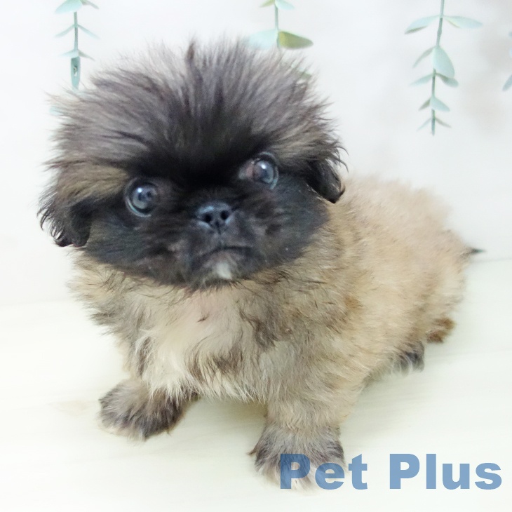 埼玉県のペキニーズ (ペッツワン 吉川美南店/2025年10月29日生まれ/男の子/フォーン)の子犬の2枚目の画像