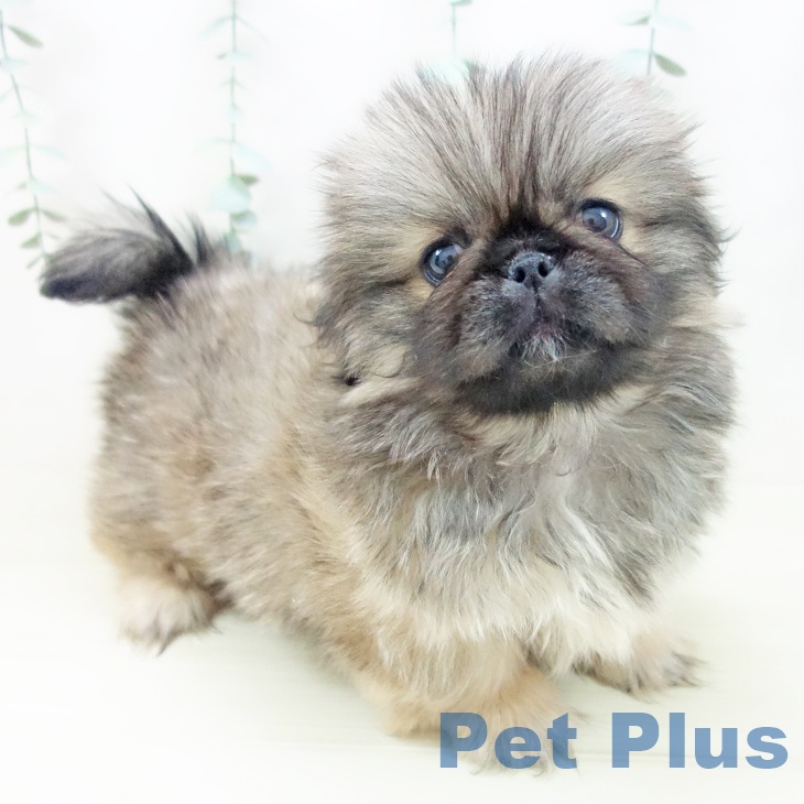 宮城県のペキニーズ (ペットプラス 名取店/2025年10月29日生まれ/男の子/フォーン)の子犬の1枚目の画像