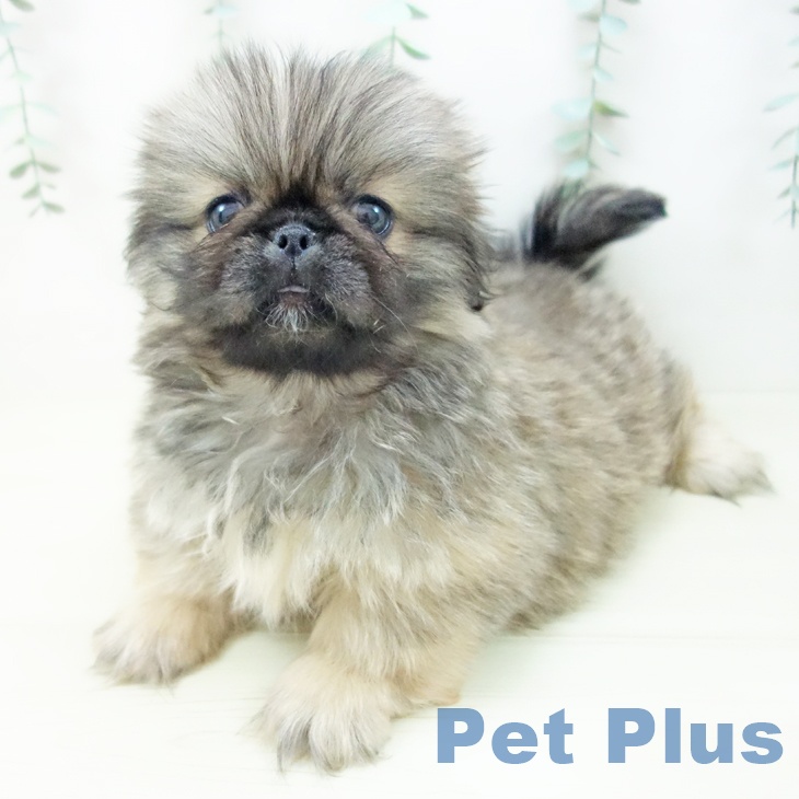 宮城県のペキニーズ (ペットプラス 名取店/2025年10月29日生まれ/男の子/フォーン)の子犬の2枚目の画像