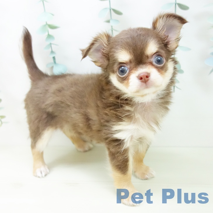 埼玉県のチワワ(ロング) (ペットプラス ららぽーと新三郷店/2025年10月30日生まれ/女の子/チョコレートタン)の子犬