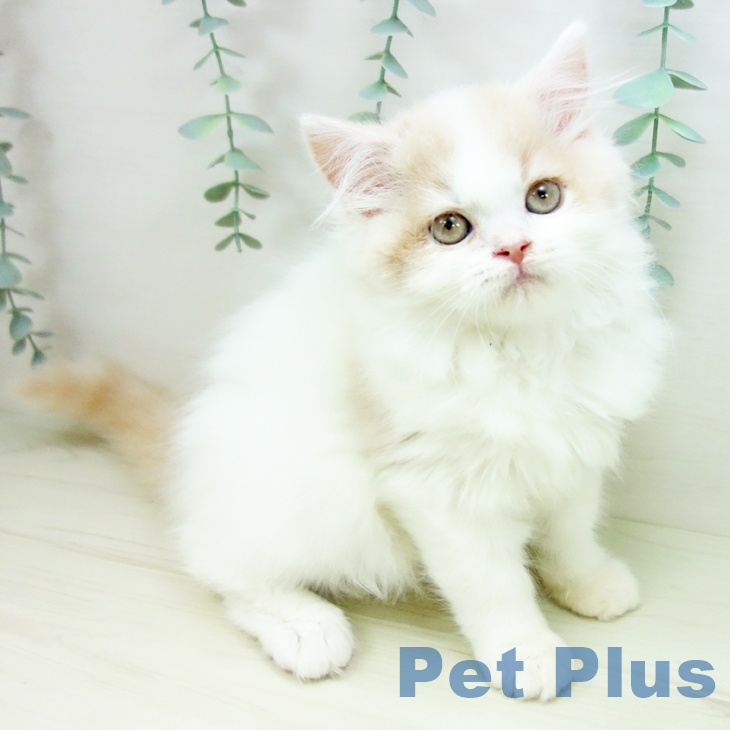 富山県のスコティッシュフォールド (ペットプラス 高岡店/2025年10月31日生まれ/男の子/クリームタビーホワイト)の子猫の1枚目の画像
