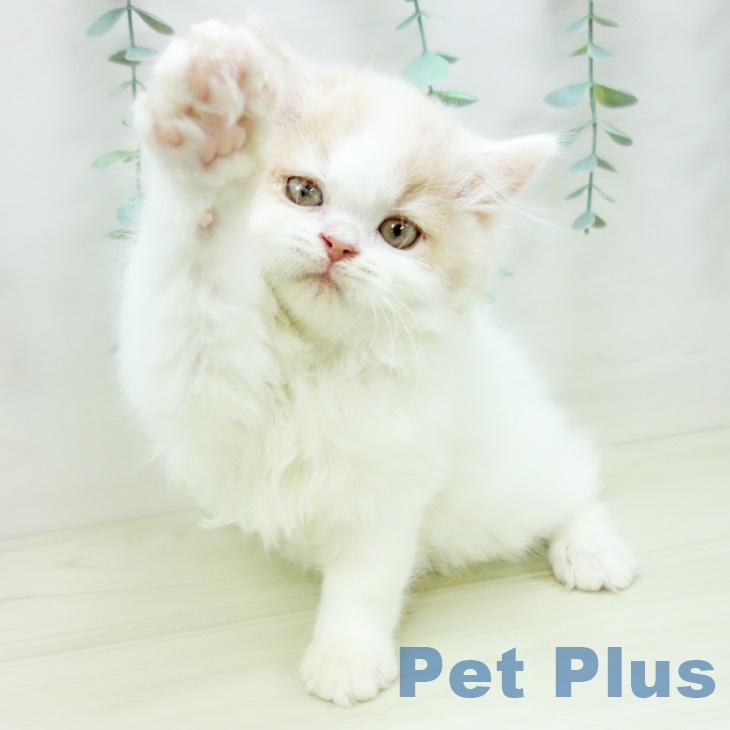 富山県のスコティッシュフォールド (ペットプラス 高岡店/2025年10月31日生まれ/男の子/クリームタビーホワイト)の子猫の2枚目の画像