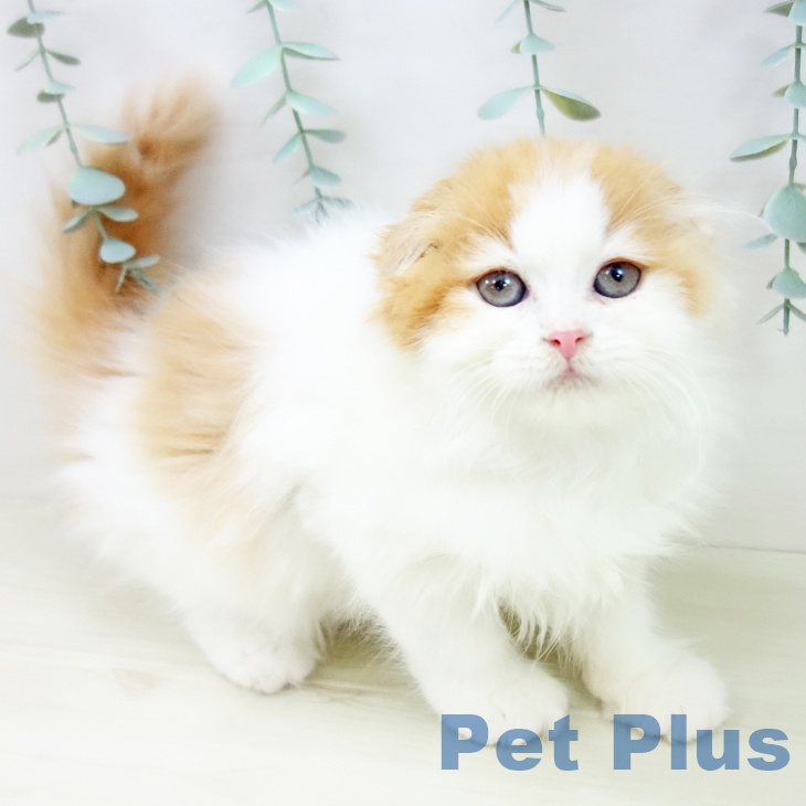愛知県のスコティッシュフォールド (ペットプラス mozoワンダーシティ店/2025年10月31日生まれ/男の子/レッドタビーホワイト)の子猫の1枚目の画像