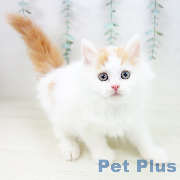 埼玉県のマンチカン (ペットプラス コクーンシティ店/2025年10月23日生まれ/男の子/レッドタビーホワイト)の子猫の1枚目の画像