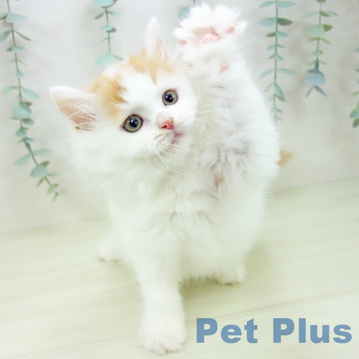 埼玉県のマンチカン (ペットプラス コクーンシティ店/2025年10月23日生まれ/男の子/レッドタビーホワイト)の子猫の2枚目の画像