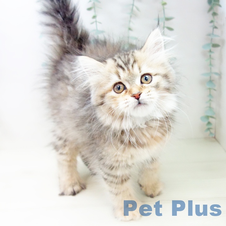 群馬県のミヌエット (ペットプラス イオンモール太田店/2025年10月26日生まれ/女の子/ブラウンタビー)の子猫の1枚目の画像