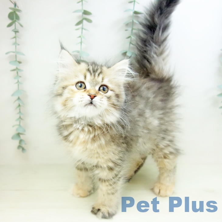 群馬県のミヌエット (ペットプラス イオンモール太田店/2025年10月26日生まれ/女の子/ブラウンタビー)の子猫の2枚目の画像