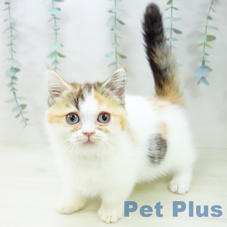 東京都のマンチカン (ペットプラス アクアシティお台場店/2025年10月10日生まれ/女の子/ブラウンパッチドタビーホワイト)の子猫の1枚目の画像