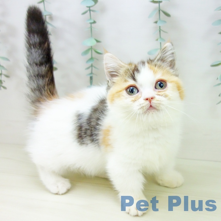 東京都のマンチカン (ペットプラス アクアシティお台場店/2025年10月10日生まれ/女の子/ブラウンパッチドタビーホワイト)の子猫の2枚目の画像