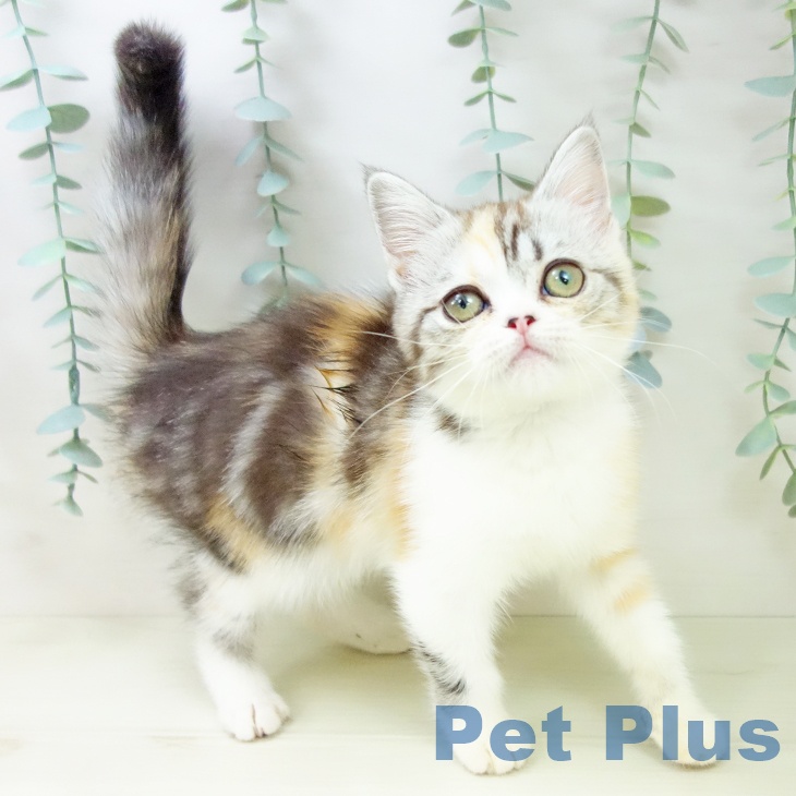 千葉県のスコティッシュフォールド (ペットプラス 成田店/2025年10月3日生まれ/女の子/シルバーパッチドタビーホワイト)の子猫の1枚目の画像