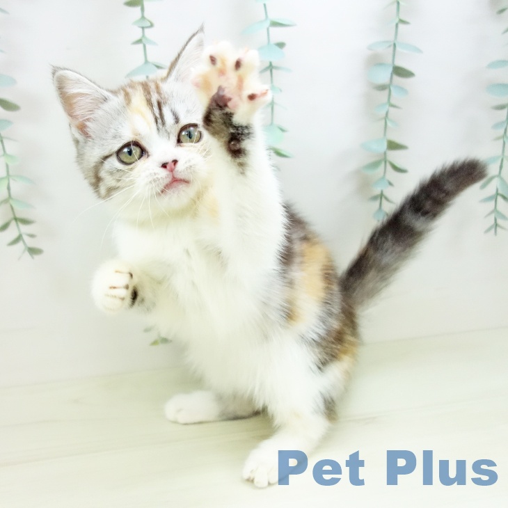 千葉県のスコティッシュフォールド (ペットプラス 成田店/2025年10月3日生まれ/女の子/シルバーパッチドタビーホワイト)の子猫の2枚目の画像