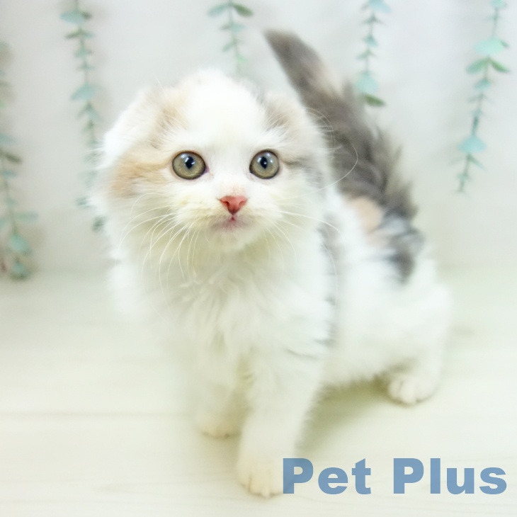 愛知県のスコティッシュフォールド (ペットプラス 名古屋茶屋店/2025年10月24日生まれ/女の子/ダイリュートキャリコ)の子猫の1枚目の画像