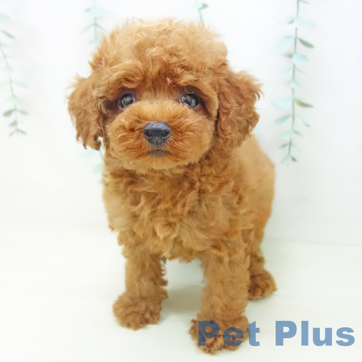 岐阜県のトイプードル(トイ) (ペットプラス 各務原店/2025年10月30日生まれ/男の子/レッド)の子犬の2枚目の画像