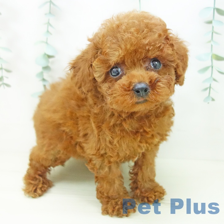 愛知県のトイプードル(トイ) (ペットプラス 名古屋茶屋店/2025年10月30日生まれ/女の子/レッド)の子犬の1枚目の画像