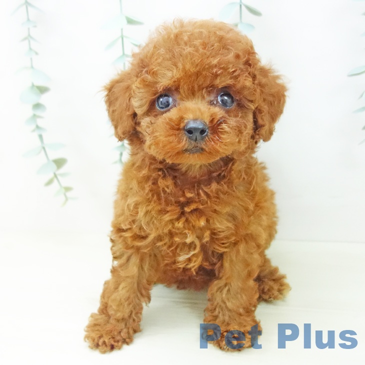 愛知県のトイプードル(トイ) (ペットプラス 名古屋茶屋店/2025年10月30日生まれ/女の子/レッド)の子犬の2枚目の画像