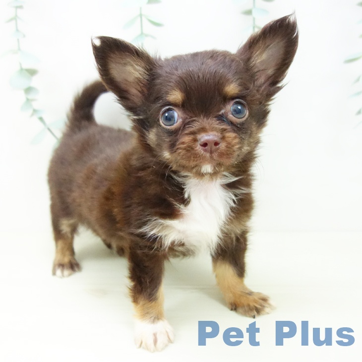 石川県のチワワ(ロング) (ペットプラス 白山店/2025年10月29日生まれ/男の子/チョコレートタンホワイト)の子犬の1枚目の画像