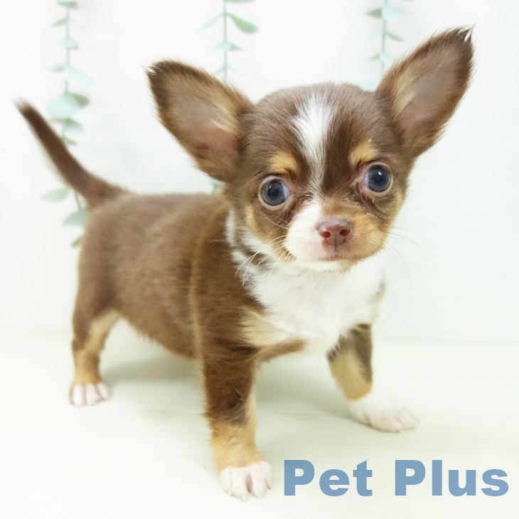 東京都のチワワ(ロング) (ペットプラス 立川高島屋S.C.店/2025年10月29日生まれ/女の子/チョコレートタンホワイト)の子犬の1枚目の画像