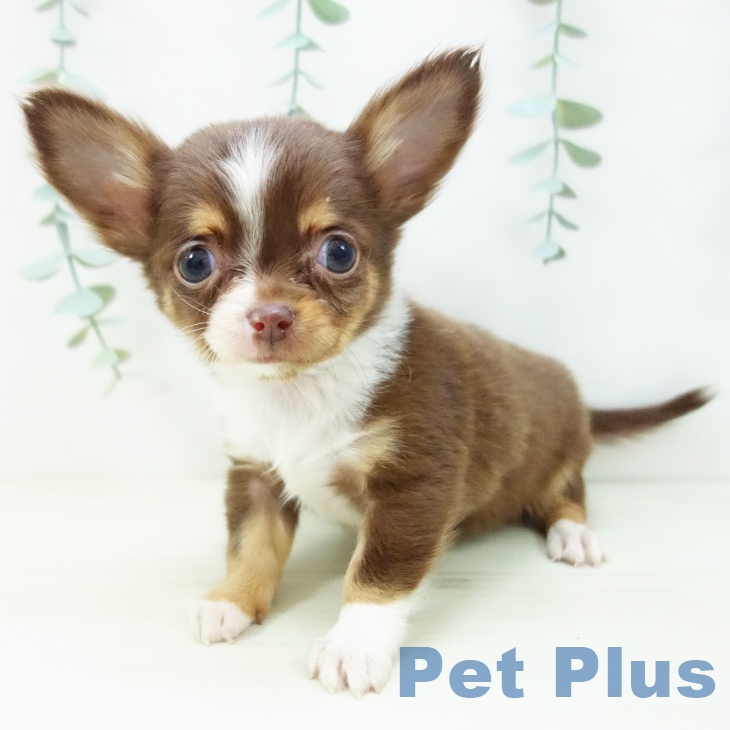 東京都のチワワ(ロング) (ペットプラス 立川高島屋S.C.店/2025年10月29日生まれ/女の子/チョコレートタンホワイト)の子犬の2枚目の画像