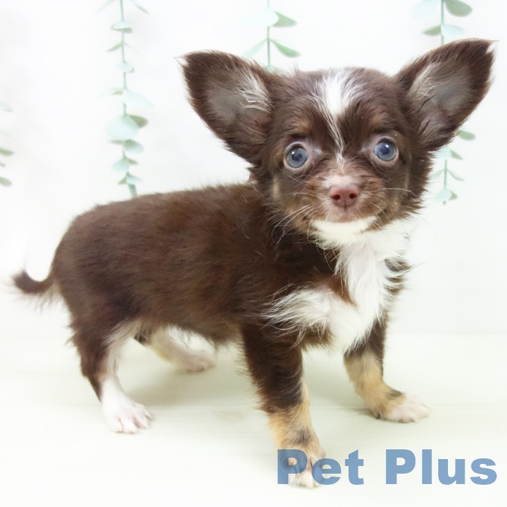 神奈川県のチワワ(ロング) (ペットプラス 武蔵小杉店/2025年10月29日生まれ/女の子/チョコレートタンホワイト)の子犬