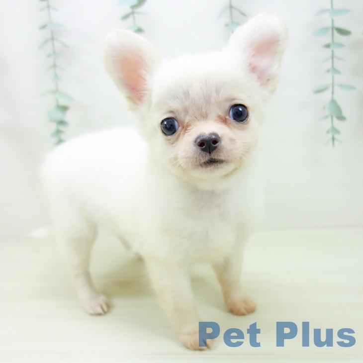 三重県のチワワ(ロング) (ペットプラス 津南店/2025年10月30日生まれ/女の子/ホワイトクリーム)の子犬の1枚目の画像