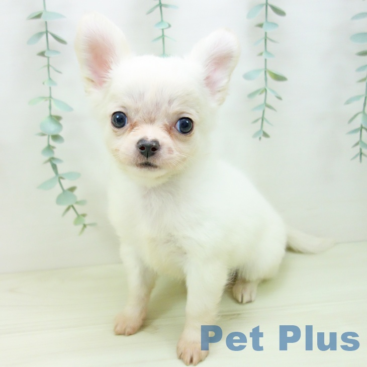 三重県のチワワ(ロング) (ペットプラス 津南店/2025年10月30日生まれ/女の子/ホワイトクリーム)の子犬の2枚目の画像