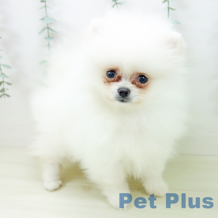 愛知県のポメラニアン (ペットプラス 則武新町店/2025年10月19日生まれ/女の子/ホワイト)の子犬の1枚目の画像