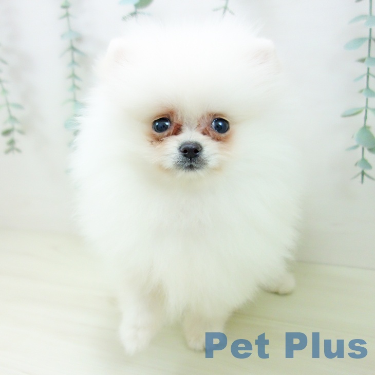 愛知県のポメラニアン (ペットプラス 則武新町店/2025年10月19日生まれ/女の子/ホワイト)の子犬の2枚目の画像