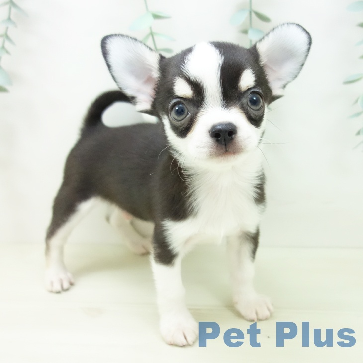 山形県のチワワ(ロング) (ペットプラス 天童店/2025年10月30日生まれ/男の子/ブラッククリーム)の子犬の1枚目の画像