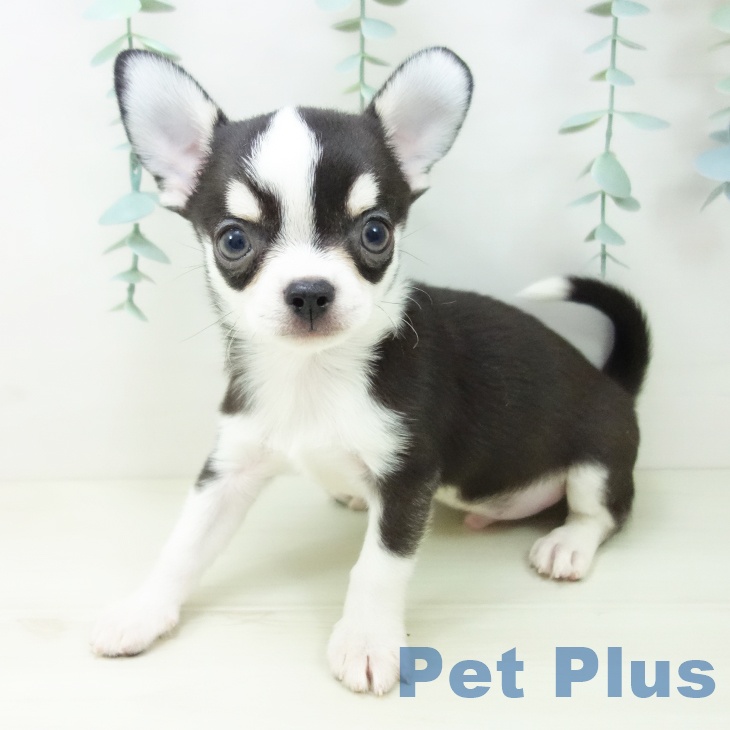 山形県のチワワ(ロング) (ペットプラス 天童店/2025年10月30日生まれ/男の子/ブラッククリーム)の子犬の2枚目の画像