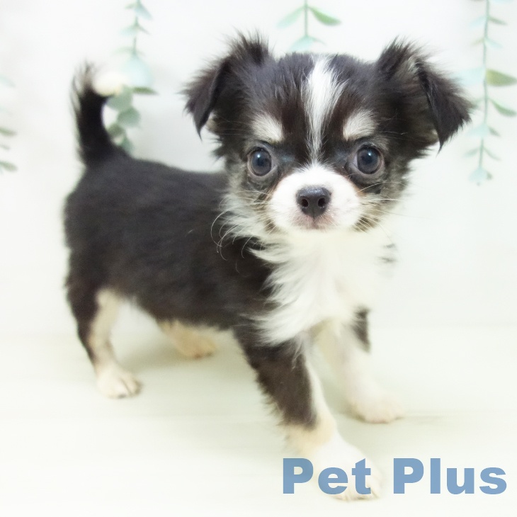 千葉県のチワワ(ロング) (ペットプラス 幕張新都心店/2025年10月30日生まれ/女の子/ブラックタンホワイト)の子犬の1枚目の画像