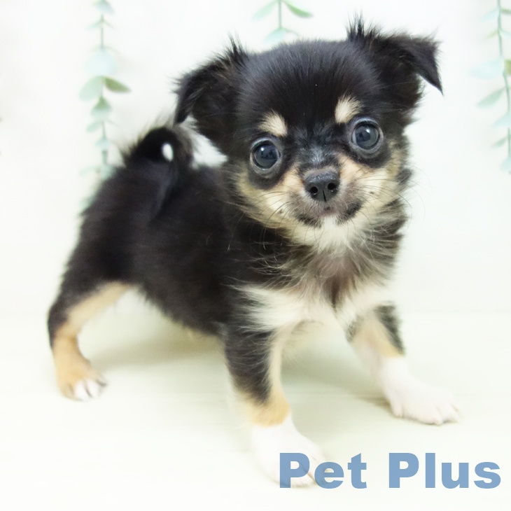 埼玉県のチワワ(ロング) (ペットプラス ららぽーと富士見店/2025年10月30日生まれ/男の子/ブラックタンホワイト)の子犬の1枚目の画像