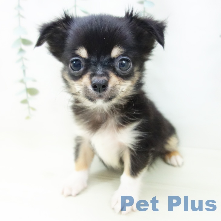 埼玉県のチワワ(ロング) (ペットプラス ららぽーと富士見店/2025年10月30日生まれ/男の子/ブラックタンホワイト)の子犬の2枚目の画像