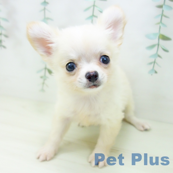 三重県のチワワ(ロング) (ペットプラス 鈴鹿店/2025年10月29日生まれ/男の子/クリームホワイト)の子犬の1枚目の画像