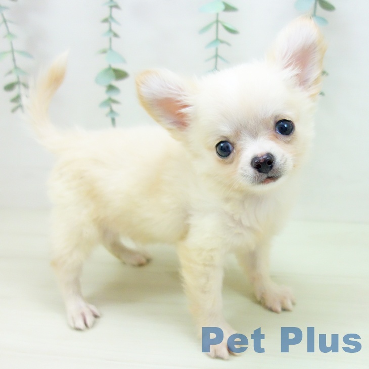 三重県のチワワ(ロング) (ペットプラス 鈴鹿店/2025年10月29日生まれ/男の子/クリームホワイト)の子犬の2枚目の画像