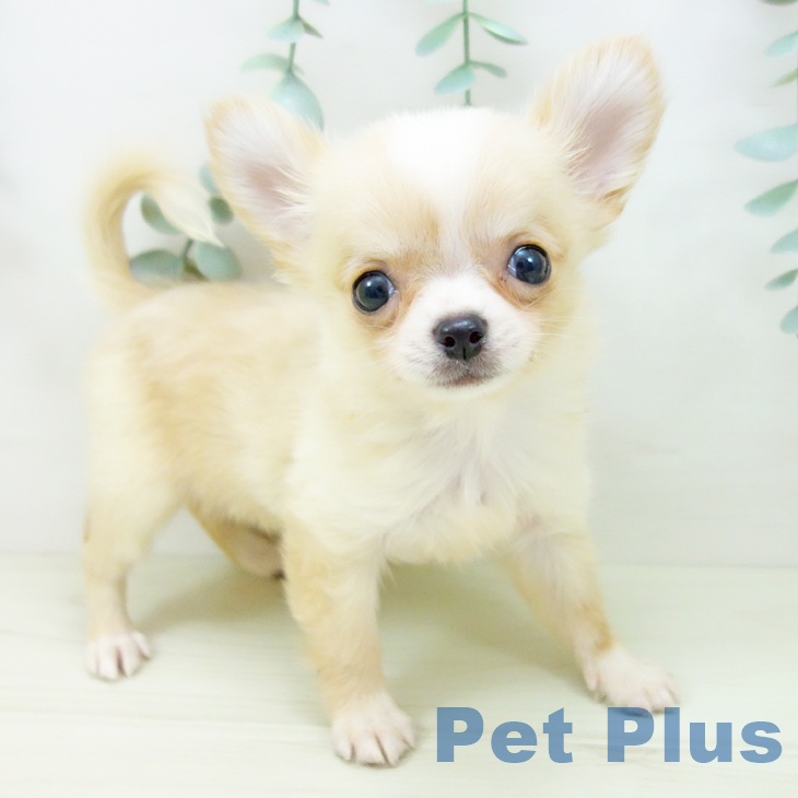 愛知県のチワワ(ロング) (ペットプラス 岡崎店/2025年10月29日生まれ/女の子/クリームホワイト)の子犬の1枚目の画像