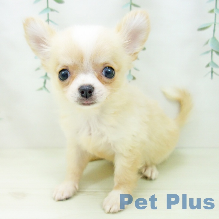 愛知県のチワワ(ロング) (ペットプラス 岡崎店/2025年10月29日生まれ/女の子/クリームホワイト)の子犬の2枚目の画像