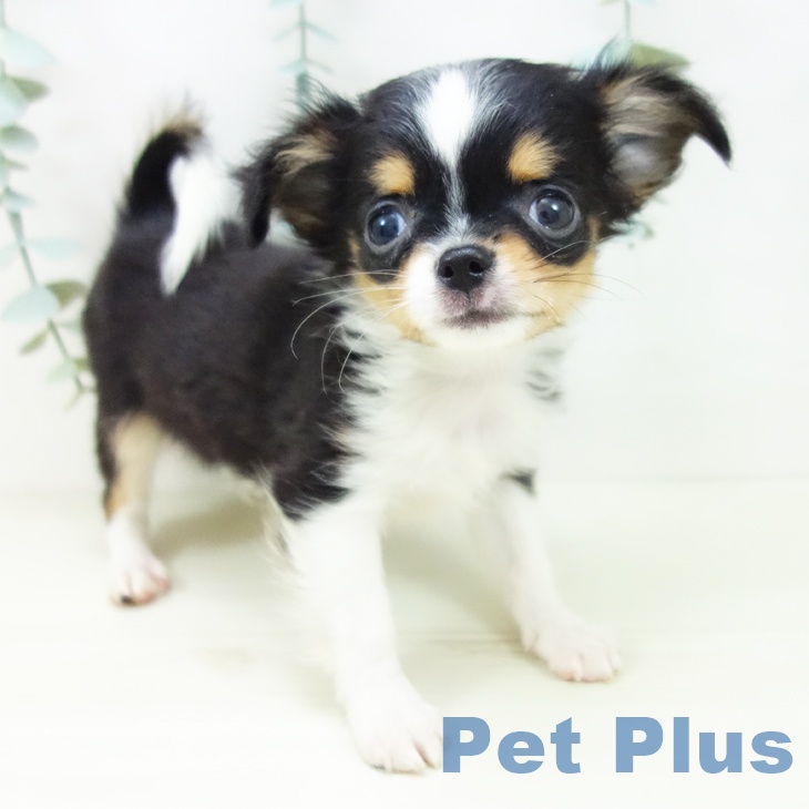 埼玉県のチワワ(ロング) (ペットプラス 浦和美園店/2025年10月21日生まれ/男の子/ブラックタンホワイト)の子犬の1枚目の画像