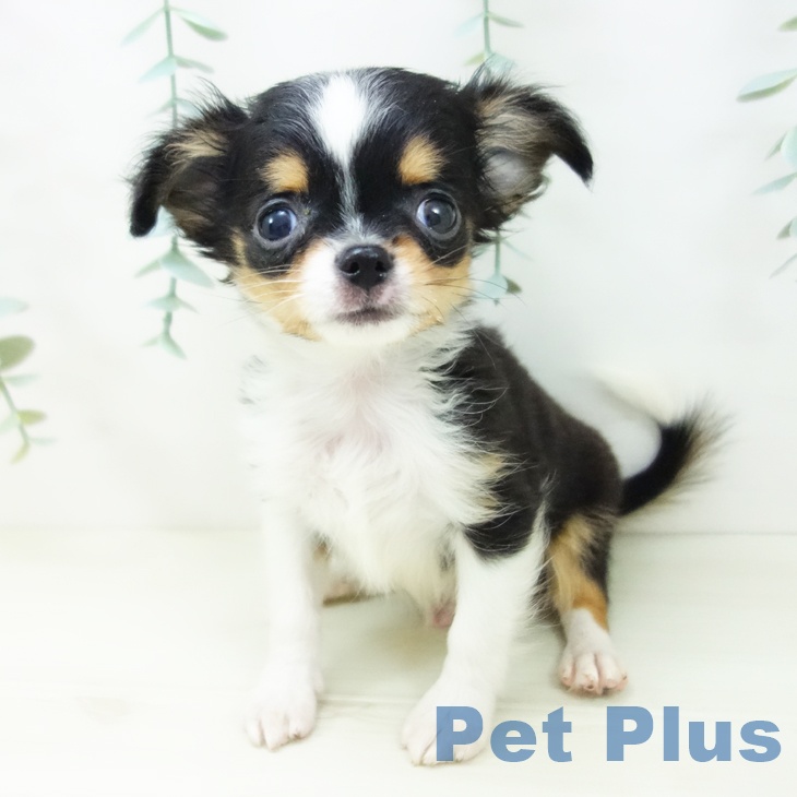 埼玉県のチワワ(ロング) (ペットプラス 浦和美園店/2025年10月21日生まれ/男の子/ブラックタンホワイト)の子犬の2枚目の画像