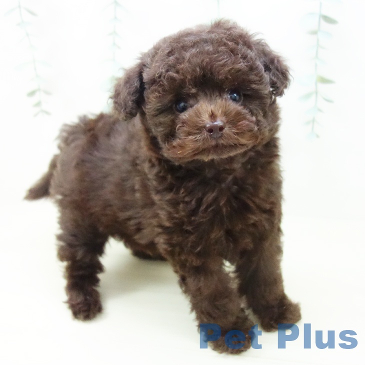 愛知県のトイプードル(トイ) (ペットプラス ナゴヤドーム前店/2025年10月28日生まれ/男の子/ブラウン)の子犬の1枚目の画像